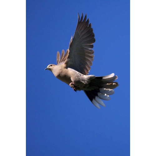 CA, San Diego, Lakeside Mourning Dove flying
